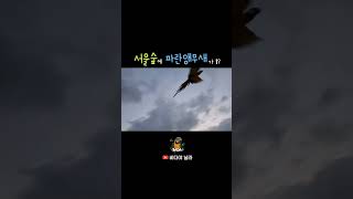 서울숲에 파랑색 앵무새가 날아다닌다? 청금강 바다 서울…