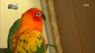 난폭 앵무새 복덩이 '충격' @순간 포착 세상에 이런 일이 140102