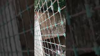 금강앵무 새끼들