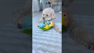 전쟁과평화 ㅋㅋㅋ #강아지 #동물키우기 #귀여운 #반려…