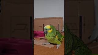 귀농귀촌 앵무새  설이 하늘이 놀아주기