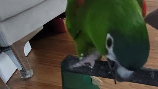 꽁패.부천버드펠리스.한스마카우.뽀미.앵무새.2024.7…