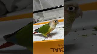 소망이의 일상(코뉴어)