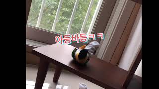 카이큐앵무새 혼자놀기 양말사랑