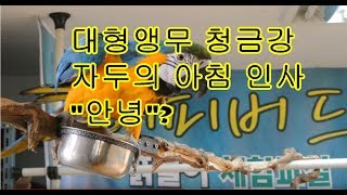 말하는 대형앵무새 청금강 자두의 아침인사