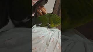 혼자 좋아하고 있는 한스마카우