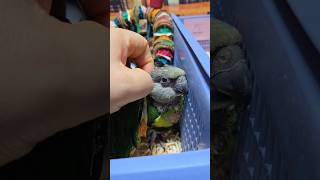 세네갈, 검은 머리 카이큐예요. #birdslover …