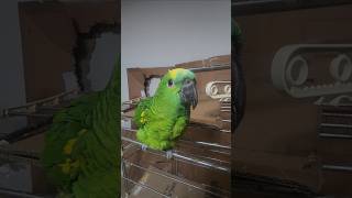 귀농귀촌 앵무새 놀아주기#