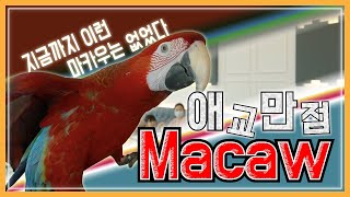 앵무새카페 애교만점 마카우 짱가!