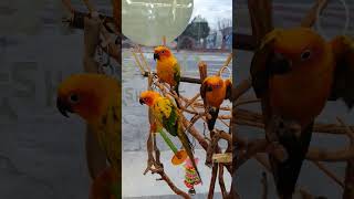 깨발랄 썬코뉴어 친구들~ 리프패럿 울주점 놀러가용~❤