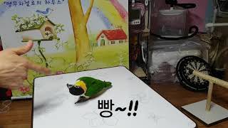 귀여운 앵무새의 재롱잔치 (앵무새 기초훈련)
