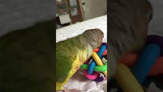 공놀이 하는 소망이(코뉴어)