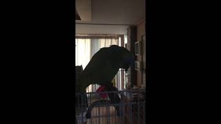 [Vlog] 앵무새 아침인사 모음 3월 첫주 (월요일의 오봉이)