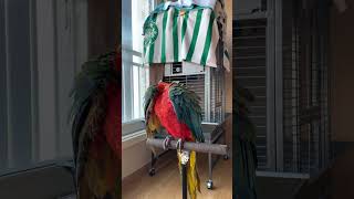 [루카의모험] 할리퀸마카우 루카의 몸단장 하기