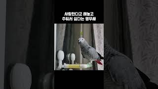 이 감정 기복 뭐야ㅋㅋ 앵무새 리얼 대답