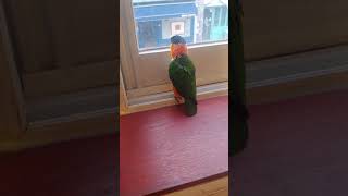 창문 밖 구경하는 카이큐앵무새