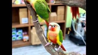 앵무새/코뉴어앵무/중형앵무/코뉴어들