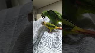 귀농귀촌 아마존앵무새 말하고 놀아주기