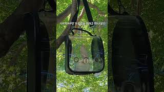 행복은 현존하는 것이다. #모란앵무 #앵무새