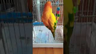 썬코뉴어  문열고 나오는것 식은죽 먹기보다 쉽다