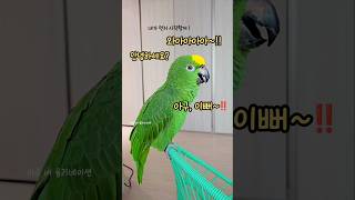 감정과잉이야 #말하는앵무새 #아마존앵무새