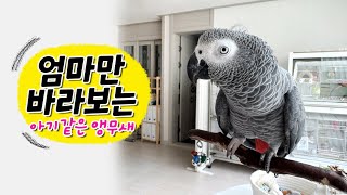 아기처럼 엄마만 바라보는 앵무새 ✨ 회색앵무 잠바