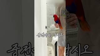 중전마마 납시오 !!!!!      #뉴기니아#앵무새#뉴기니아앵무새 #eclectus #parrot #eclectusparrot #birds #shorts