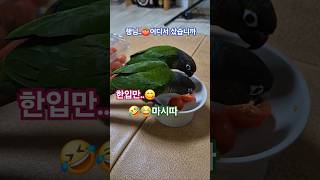 코뉴어앵무새#하랑이#하봉이#parrot#웃참#웃긴영상 #웃긴썰#깃털유머