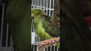#목도리앵무 #세상에서 젤 무거운게 눈꺼플#사랑스러워