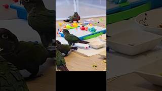 육아로 부부싸움 후 화난 엄마앵무새 #크림슨벨리드코뉴어 #cuteparrot #앵무새성장과정 #funnyparrot #귀여운앵무새 #앵무새육아 #키우기좋은앵무새 #앵무새키우기