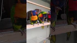 오색 청해 앵무