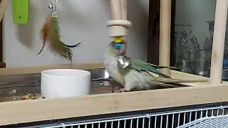 블루시나몬코뉴어 키우기