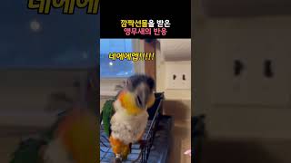 깜짝선물을 받은 앵무새의 반응 #동물 #앵무새 #카이큐앵무새