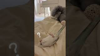 잘 때 토닥토닥 해달라는 5개월 된 아기 앵무새 루루