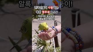 한국인들이 가장 사랑하는 애완 앵무새 Best 7!! #앵무새 #애완조 #반려조