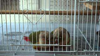 [코뉴어] 파인애플 코뉴어의 새장 탈출 시도 - 1