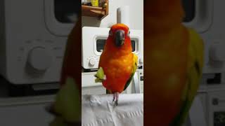 청포도 먹는 썬코뉴어