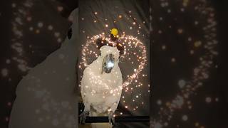 #hbd #happybirthday #parrot #u…