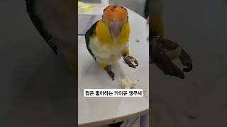 팝콘 잘먹는 노랑머리카이큐 앵무새  #팝콘먹방 카이큐#…