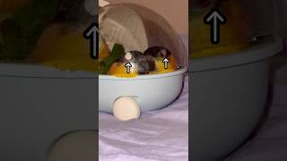 카이큐의 뜨거운 눈빛 #shorts #parrot #caique #앵무새 #카이큐 #ズグロシロハラインコ