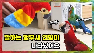 말하는 앵무새 인형이 나타났어요! 진짜 앵무새들의 반응은? / 쿠키영상도 있어요