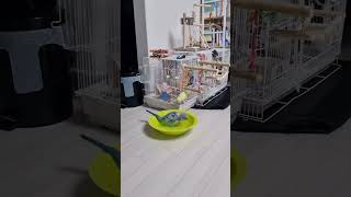 목욕하는 키키 #퀘이커 #깜찍함 #parrot #키키#목욕#목욕하는애기퀘이커#퀘이커앵무