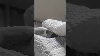 아마존앵무새 말하고 놀아주기