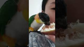 무화과 먹는 앵무새 | 검은머리카이큐 | Black H…