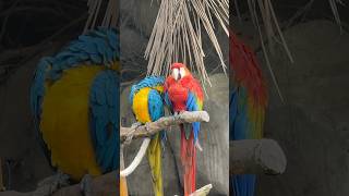 Colorful birds #scarlet #short…