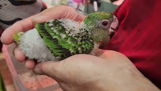 쟈딘 아가 앵무새 