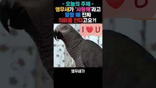 앵무새가 “사랑해”라고 말할 때, 진짜 의미를 안다고요?! 