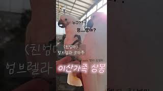 델타 친엄마와의 극적 상봉!!! #델타  #하이브리드코카투 #엄브렐라코카투  #코카투 #앵무새  #카페마카우 #이산가족상봉 #델타엄마 #별이 #별이랑델타랑 #하이브리드