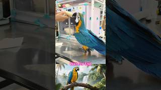 They rescued a macaw—and what happened next will melt your heart ❤️ #shorts #animalrescue #animals