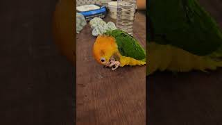 볼펜가지고 노는 앵무새 #노란머리카이큐 #카이큐앵무새 #parrot